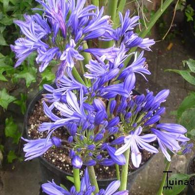 Agapanthus africanus ‘Charlotte’ - Afrikaanse lelie