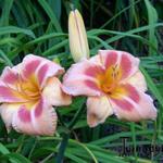 Hemerocallis 'Real Wind' - Daglelie