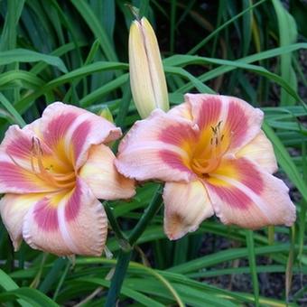 Hemerocallis 'Real Wind'