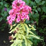 Phlox paniculata 'Becky Towe' - Floks, vlambloem