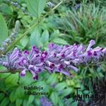 Buddleja lindleyana - Vlinderstruik