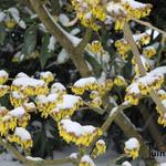 Hamamelis - Toverhazelaar