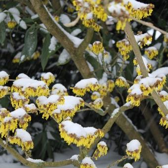 Hamamelis