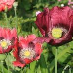 Papaver somniferum - Slaapbol,  Klaproos