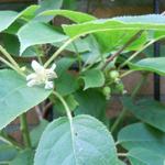 Kiwibes, Mini-kiwi - Actinidia arguta 'Issai'