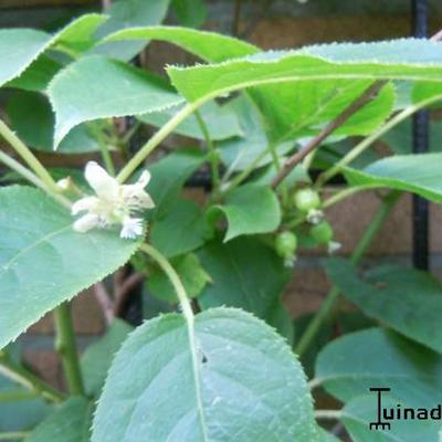 Actinidia arguta 'Issai' - Kiwibes, Mini-kiwi