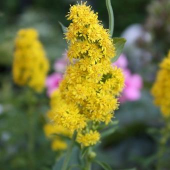 Solidago 'Septembergold'