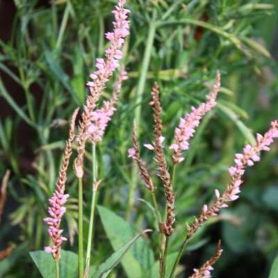 Duizendknoop - Persicaria amplexicaulis 'Pink Elephant'