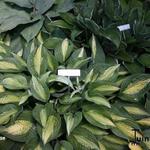 Hosta 'Striptease' - Hartlelie/Funkia