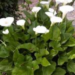 Aronskelk - Zantedeschia aethiopica