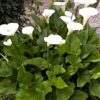 Zantedeschia aethiopica