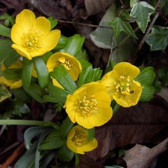 Eranthis