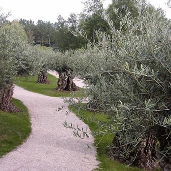 Olea europaea