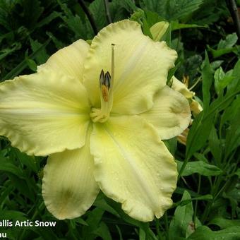 Hemerocallis 'Arctic Snow'