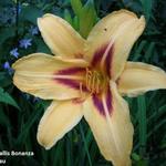 Hemerocallis 'Bonanza' - Daglelie 