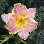 Hemerocallis 'Darla Anita' - Daglelie