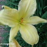 Hemerocallis 'Diamond Head' - Daglelie