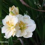 Hemerocallis 'Dream Baby' - Daglelie