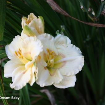 Hemerocallis 'Dream Baby'