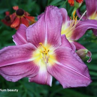 Hemerocallis 'Plum Beauty'