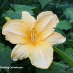 Hemerocallis 'Glowing Cantaloupe' - Daglelie