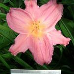 Hemerocallis 'Gypsy Red Robe' - Daglelie