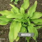 Hosta 'Sun Power' - Hartlelie/Funkia