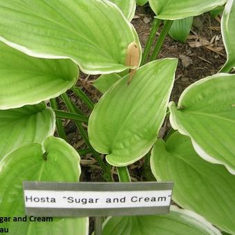 Hosta 'Sugar and Cream'