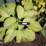 Hosta sieboldii 'Snowflakes' - Hartlelie/Funkia