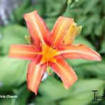 Hemerocallis 'Pink Charm' - Daglelie