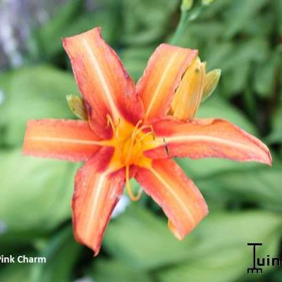 Daglelie - Hemerocallis 'Pink Charm'