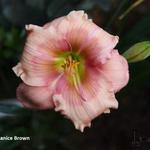 Hemerocallis 'Janice Brown' - Daglelie