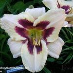 Hemerocallis 'Moonlit Masquerade' - Daglelie