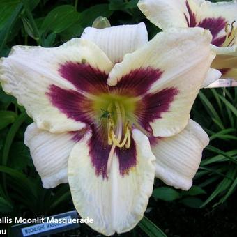 Hemerocallis 'Moonlit Masquerade'