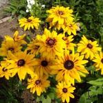 Rudbeckia 'Peking' - Zonnehoed