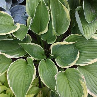 Hosta 'Twilight'