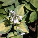 Hosta 'Super Nova'  - Hartlelie/Funkia