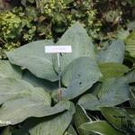 Hosta 'Green Acres' - Hartlelie/Funkia