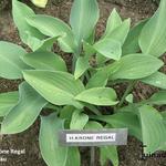 Hosta 'Krone Regal' - Hartlelie/Funkia