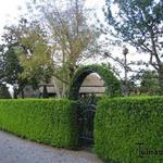 Buxus sempervirens 'Raket' - Buxus