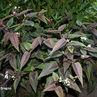 Persicaria microcephala 'Red Dragon'