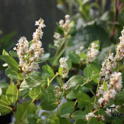 Duizendknoop - Persicaria hybride 'Kahil'