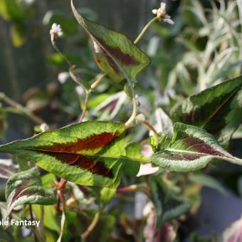 Persicaria microcephala 'Purple Fantasy'