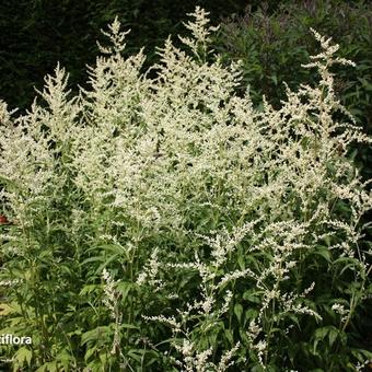 Artemisia lactiflora