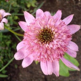 Echinacea purpurea 'SECRET Romance'