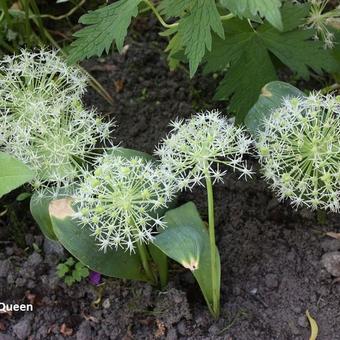 Allium karataviense 'Ivory Queen'