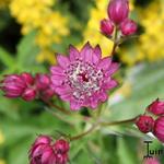 Astrantia major 'Lars' - Zeeuws knoopje