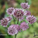 Astrantia major 'Star of Summer' - Zeeuws knoopje