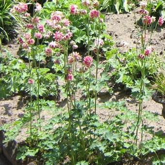 Aquilegia 'Nora Barlow'