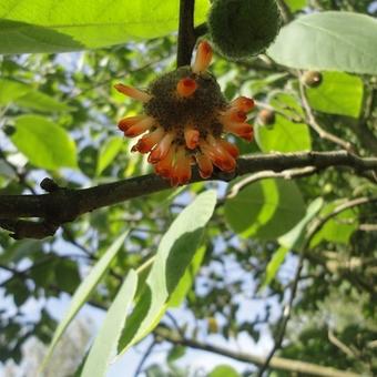 Broussonetia papyrifera